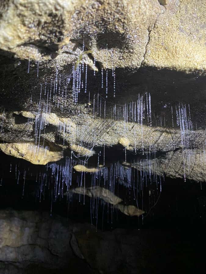 Auckland: Spellbound Glowworm Caves Explorer Tour - Should you book the Spellbound tour?