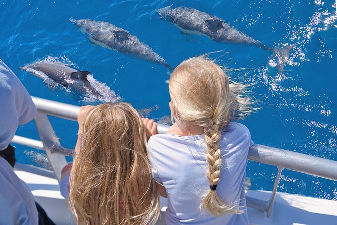 Auckland: Tikapa Moana Dolphin, Whale and Island Cruise - Key things to know before booking