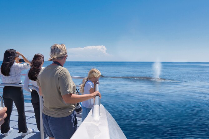 Auckland: Tikapa Moana Dolphin, Whale and Island Cruise - What the premium wildlife boat is like