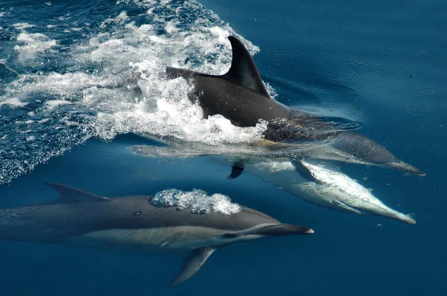 Auckland: Tikapa Moana Whales, Dolphins and Islands Cruise - Leaving Auckland’s Viaduct for the Gulf