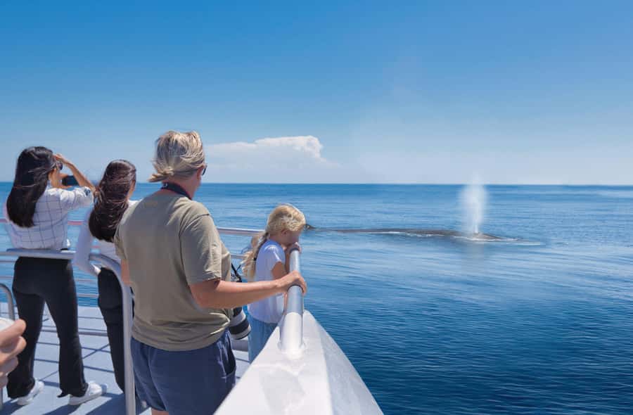 Auckland: Tikapa Moana Whales, Dolphins and Islands Cruise - Rotoroa Island: trails, wildlife, and breathing room