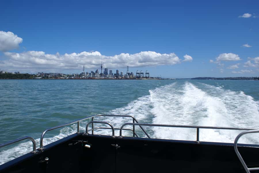 Auckland: Tikapa Moana Whales, Dolphins and Islands Cruise - Choosing the right departure time