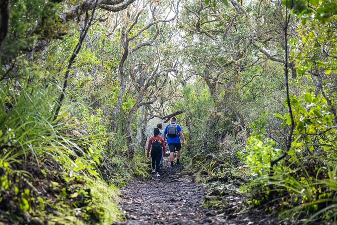 Auckland to Rangitoto Island Ferry - Price and what the $37.23 fare really buys
