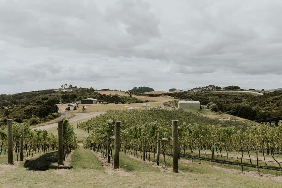 Auckland: Waiheke Island Wine and Food Tasting with Flights - Returning through Waiheke’s beaches and ferry terminal