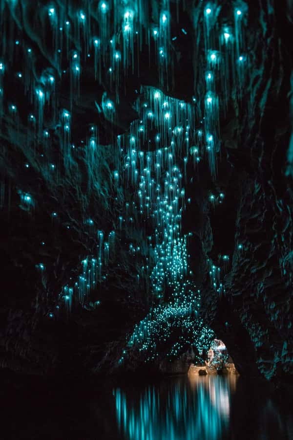 Auckland: Waitomo Caves & Rotorua - Te Puia Small-Group Tour - Auckland to Waitomo, with New Zealand stories along the way