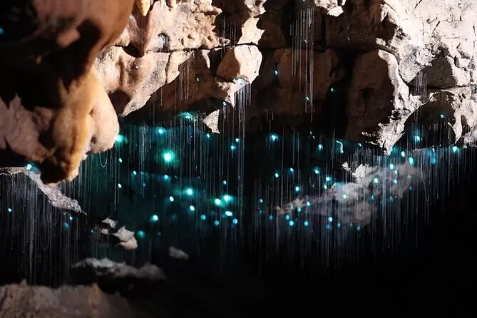 Auckland : Waitomo Spellbound Glow Worm Twin Caves Private Tour - The return to Auckland