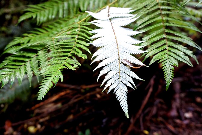 Auckland West Coast Half-Day Private Tour - A private guide changes the pace