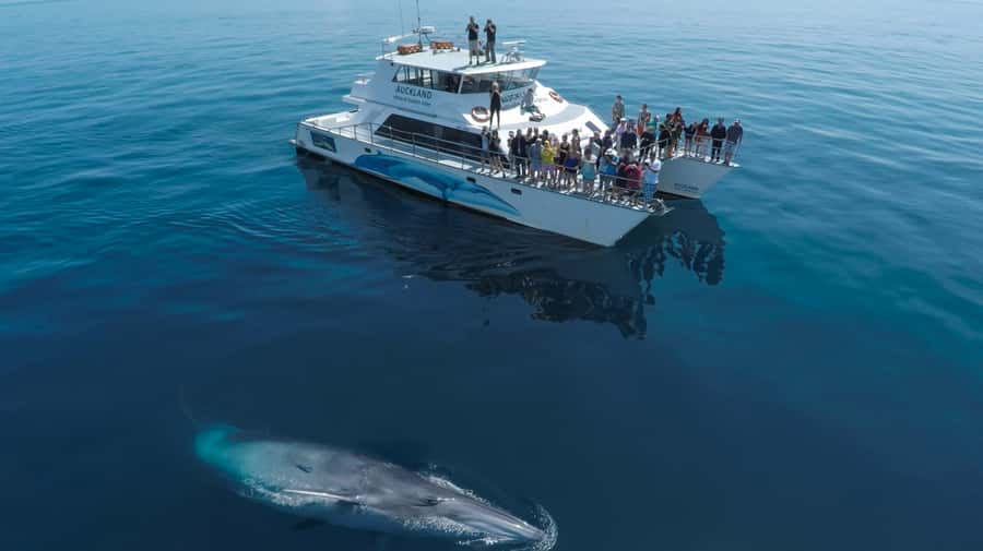 Auckland: Whale and Dolphin Watching Half-Day Eco Cruise - Key points before you book