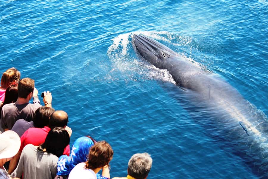 Auckland: Whale and Dolphin Watching Half-Day Eco Cruise - Searching for dolphins and whales in the gulf