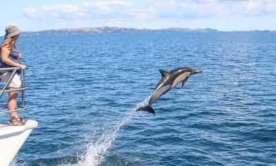 Whale and Dolphin Watching Half-Day Eco Cruise