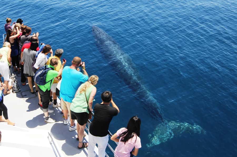 Auckland: Whale and Dolphin Watching Half-Day Eco Cruise - A closer look at the crew and commentary