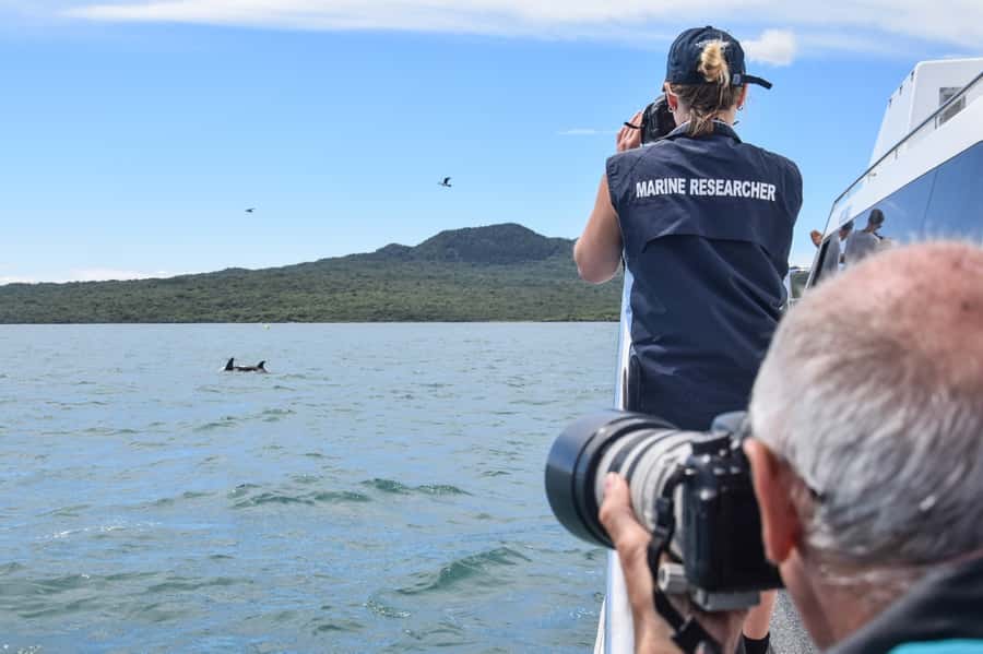 Auckland: Whale and Dolphin Watching Half-Day Eco Cruise - What the $130 price really buys you