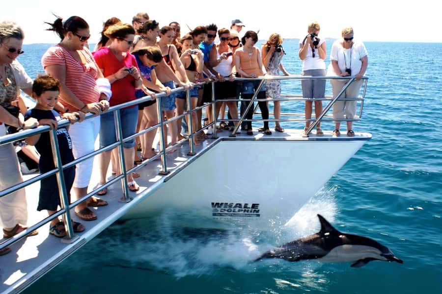Auckland: Whale and Dolphin Watching Half-Day Eco Cruise - Weather, comfort, and what to pack
