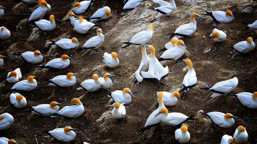 Auckland: Wild West Coast, Black Sand Beaches Tour inc Lunch - Key points at a glance