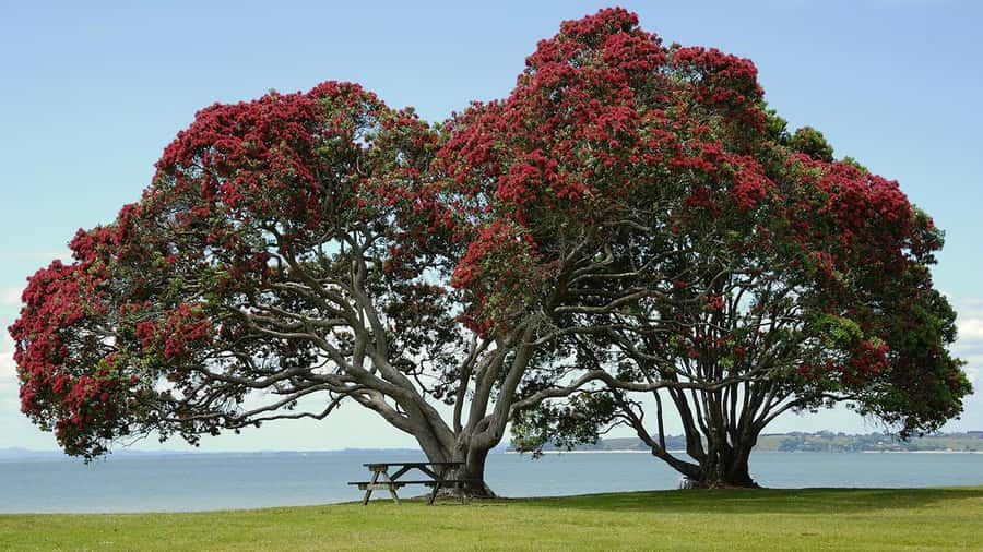 Auckland: Wild West Coast, Black Sand Beaches Tour inc Lunch - A short look at Devonport before the return