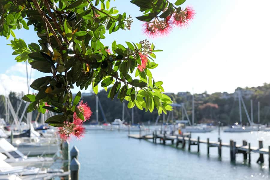 Bay of Islands: 1 Hour Scenic Bay of Islands Tour - Opua, the yacht harbor township