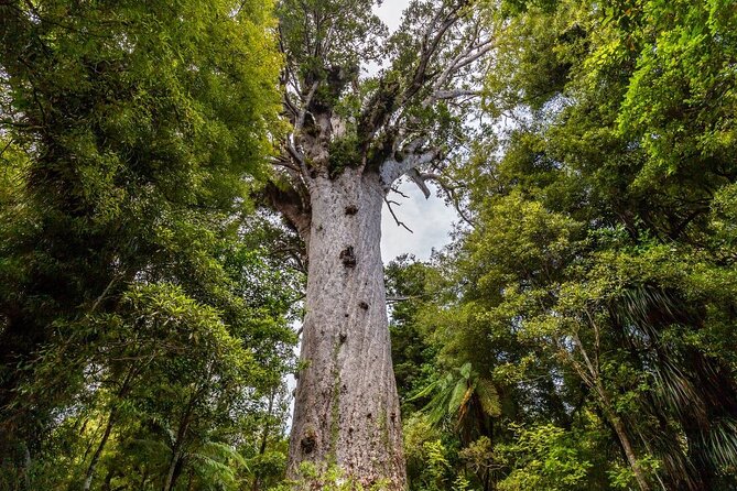 Bay of Islands 2-Day Small Group Tour & Cruise from Auckland - Four hours among the Bay of Islands