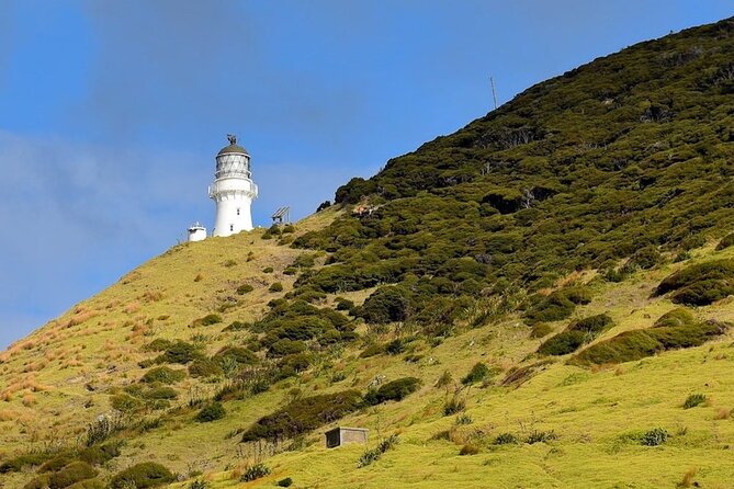 Bay of Islands Cruise & Island Tour - Snorkel, Hike,Swim,Wildlife - Is $104.88 a fair price?