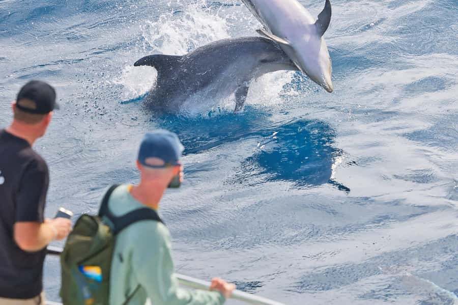 Bay of Islands: Discover the Bay Cruise with Island Lunch - Key points at a glance