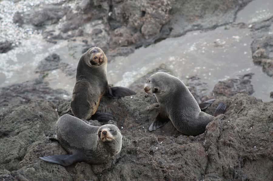 Bay of Islands: Discover the Bay Cruise with Island Lunch - Wildlife watching on a permitted vessel
