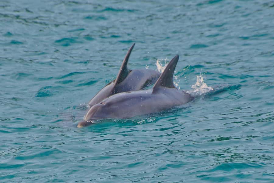 Bay of Islands: Discover the Bay Cruise with Island Lunch - Who will enjoy this 4.5-hour outing?
