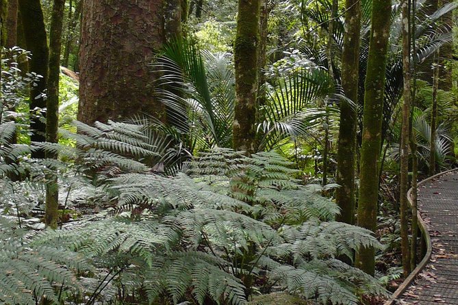 Bay of Islands Glow Worm Caves & Scenic Shore Excursion - Manginangina Kauri Walk and ancient trees