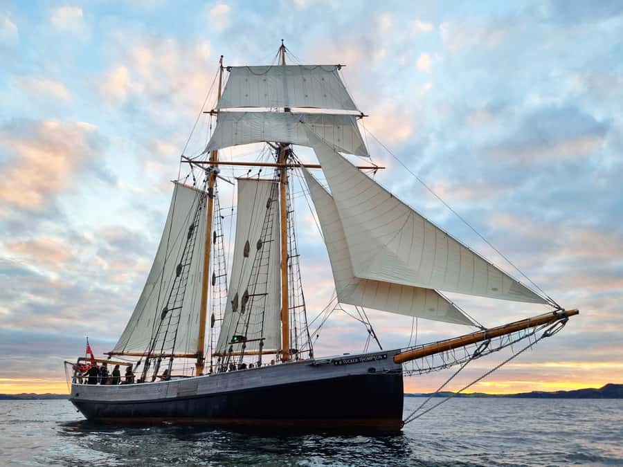 Bay of Islands: Late Afternoon Sailing Cruise - Key points to know before booking