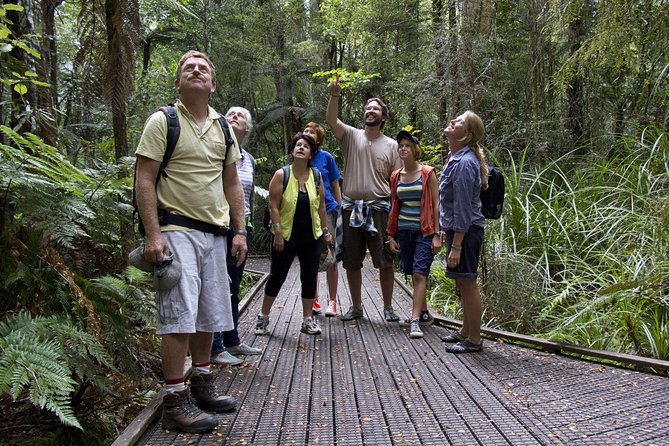 Bay of Islands Shore Excursion: Puketi Rainforest Guided Walk - Key things to know before booking