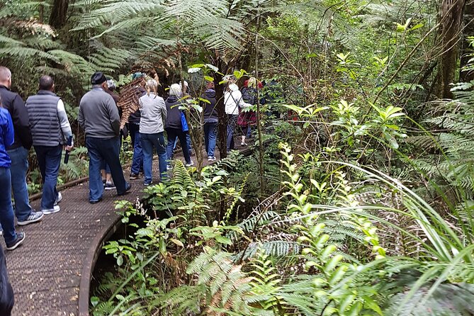 Bay of Islands Shore Excursion: Puketi Rainforest Guided Walk - Who should book this rainforest excursion?