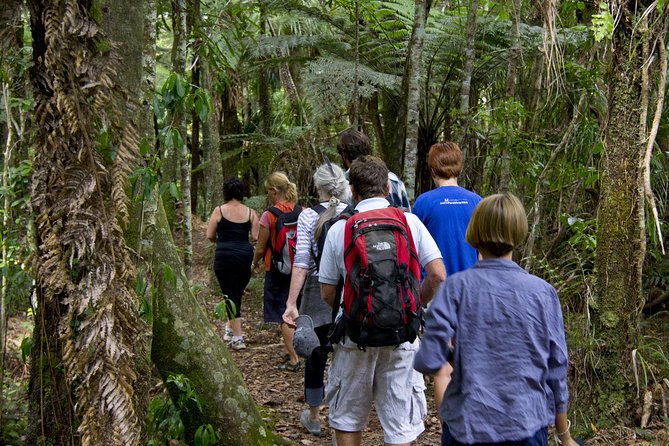Bay of Islands Shore Excursion: Puketi Rainforest Guided Walk - Meeting the ancient kauri trees