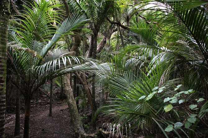 Beautiful Nature Tours Auckland - Private Tour - Why Auckland’s West Coast is worth your morning