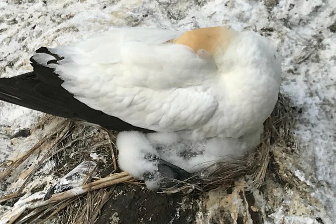 Beautiful Nature Tours Auckland - Private Tour - Muriwai Gannet Colony and the wild coast