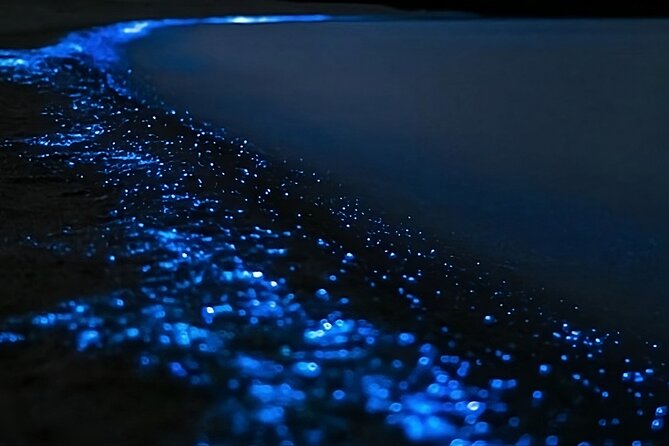 Bioluminescence Kayak Tour - Est. 1994 - Paddling the Long Bay and Okura Marine Reserve