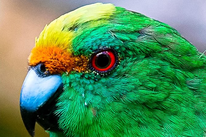 Bird Watching and Dolphin Eco-Tour to Blumine Island - Cruising through Queen Charlotte Sound