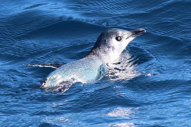 Bird Watching and Dolphin Eco-Tour to Blumine Island - Walking into the island bird sanctuary