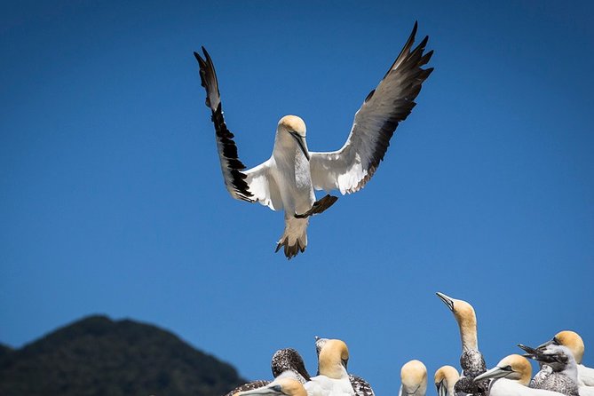 Bird Watching and Dolphin Eco-Tour to Blumine Island - The crew is a major part of the value