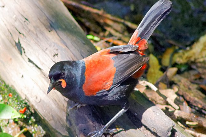 Bird Watching and Dolphin Eco-Tour to Blumine Island - What the refreshments and facilities add