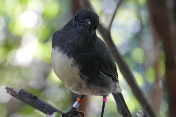 Bird Watching and Dolphin Eco-Tour to Blumine Island - Is €112.18 a fair price?