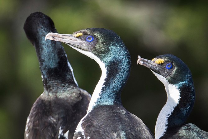 Bird Watching and Dolphin Eco-Tour to Blumine Island - Who should choose this Blumine Island outing?