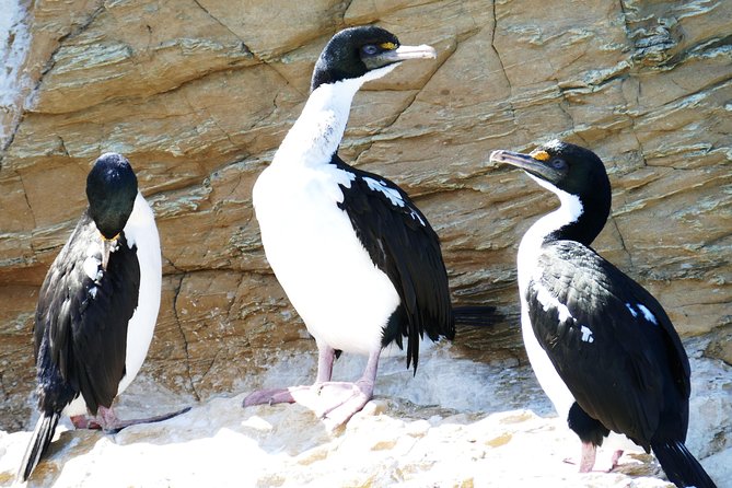 Bird Watching and Dolphin Eco-Tour to Blumine Island - Starting at Wellington Street in Picton