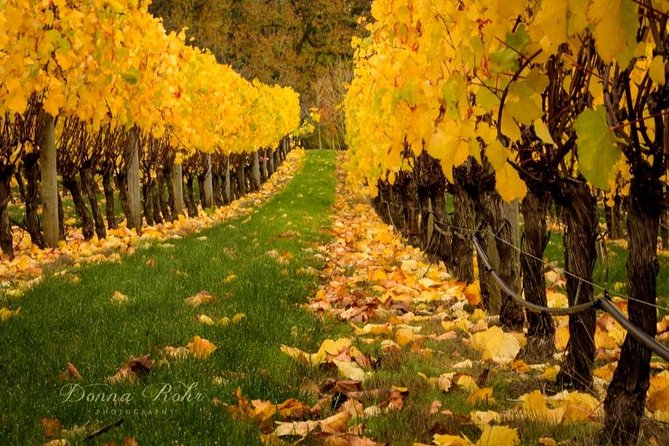 Blenheim Half day Wine Tour - Cellar doors that go beyond sauvignon blanc