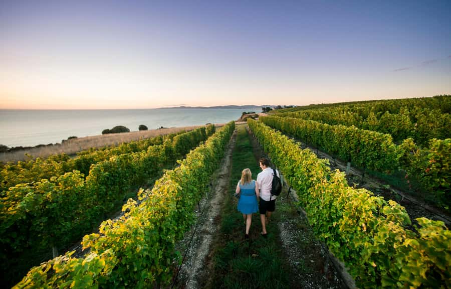 Blenheim/Renwick: Marlborough Half-Day Wine Tour with Lunch - Blenheim, Renwick, and the pickup plan