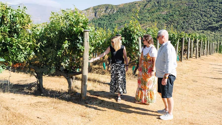 Boutique Winery Half-Day Tour & Vineyard Platter-Style Lunch - Four boutique vineyards, four different moments
