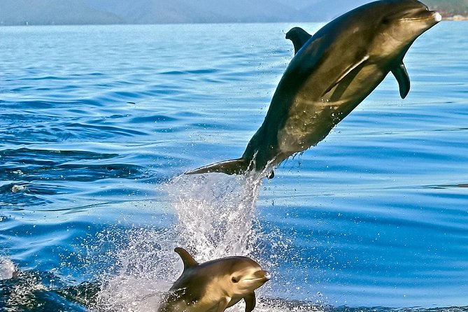 Captain Cook and Dolphin Cruise - On board with the marine guides