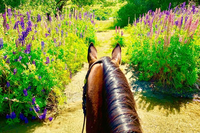Cardrona High Country Pub Trail Horse Trek (Intermediate level+) - Gold-rush country with a guide