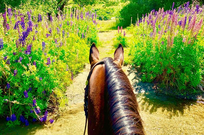 Cardrona High Country Pub Trail Horse Trek (Intermediate level+) - The Cardrona Hotel drink stop