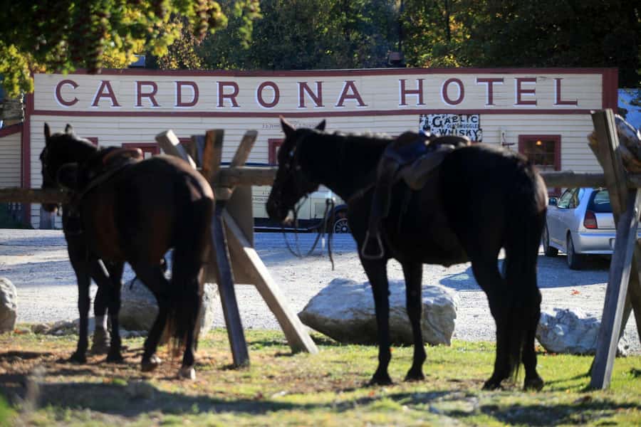 Cardrona Valley: Horse Trekking Experience - Riding through Cardrona for about three hours