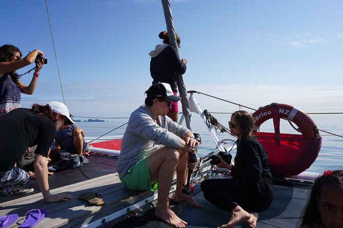 Carino Wildlife Cruises - Island and Wildlife Day Cruise - Kiwi barbecue lunch and a relaxed midday break