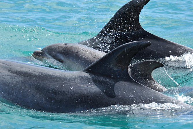 Carino Wildlife Cruises - Island and Wildlife Day Cruise - Starting at 9:00 am in Paihia