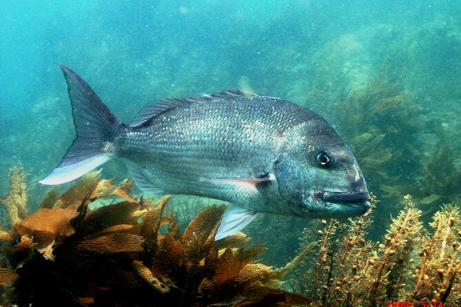 Cathedral Cove Dive & Snorkel- Marine Reserve specialised trips - Help In The Water, Even If You Are Nervous